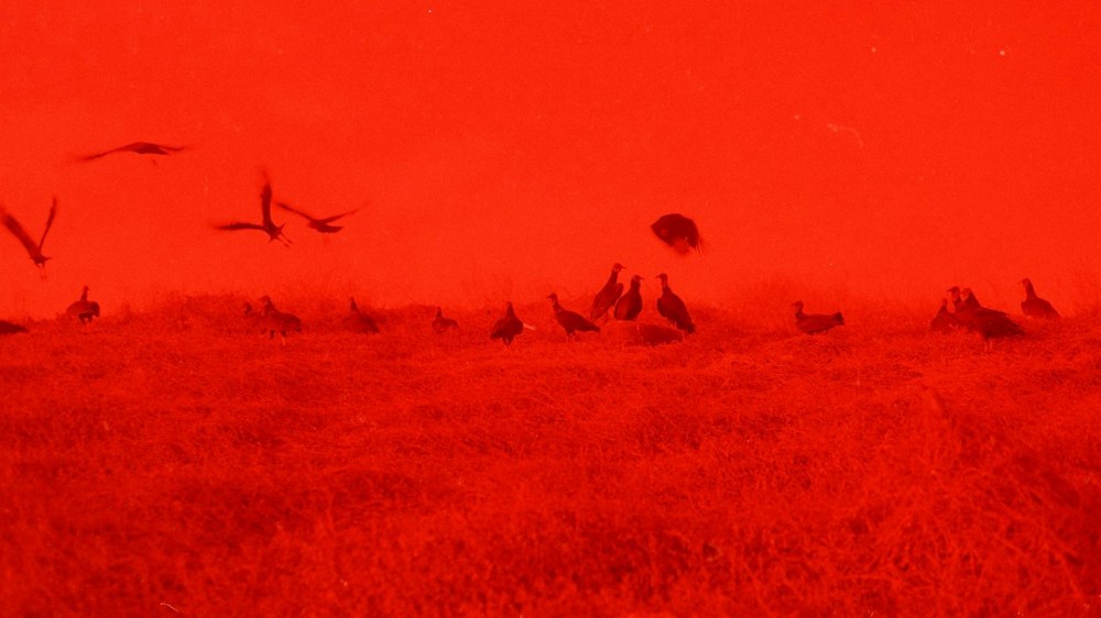 Koleszár Adél: Az erőszak sebei, részlet a sorozatból, 2017-2018